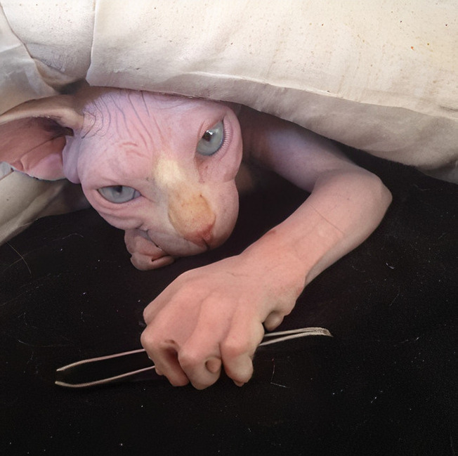 terrifying-cats-dogs-scary-pets-212-5f6de3179095e__700