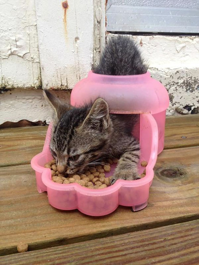 stuck-animals-while-eating-11-5f3fb0f63a0ea__700