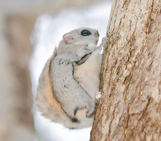 cute-animals-hokkaido-ezo-japan-20