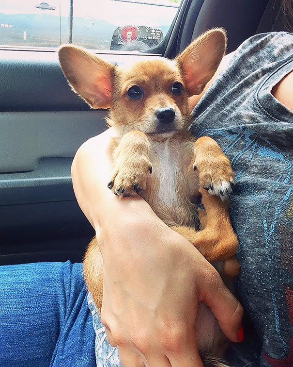 corgi-mix-cross-breeds-156-591c1a8e26f15__605