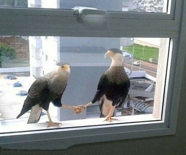 funny-birds-threatening-auras-656456e8ef252__700