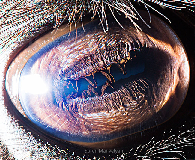 animal-eyes-photography-suren-manvelyan-16-5f4e19051f2e4__700