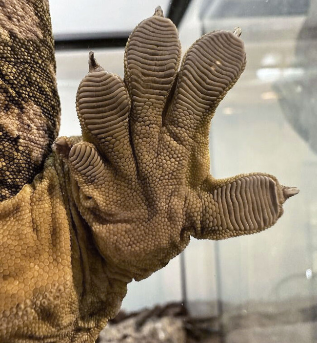 unique-animal-paws-1-6613f87aa71dd__700