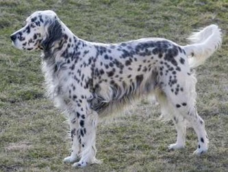 english_setter_dog_breed_400x303