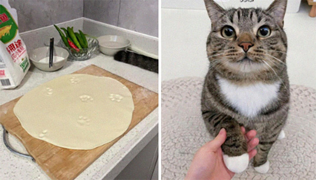 cats-with-jobs-pictures-66fd095eee2f4__700