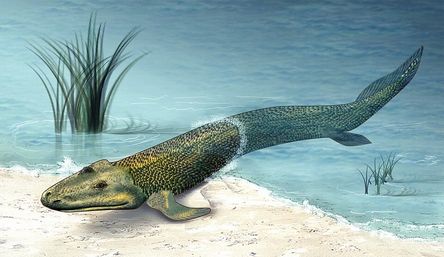 960px-Tiktaalik_roseae_life_rest