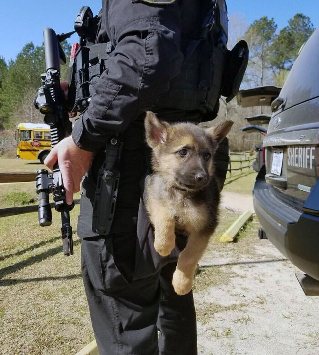 adorable-police-puppies-50-6554c06a34e83__700