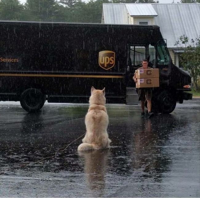 ups-drivers-meet-animals-best-of-all-time-18-6666a3babeb79__700