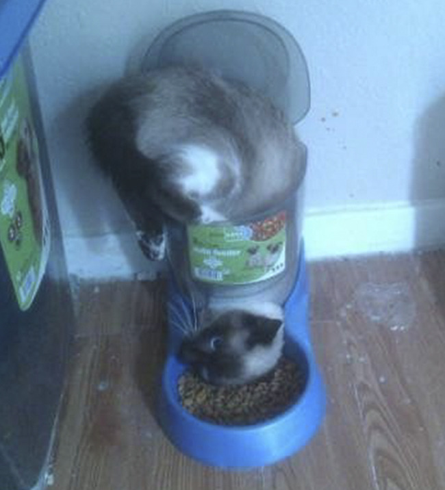 stuck-animals-while-eating-15-5f3fc65cb85a1__700 (1)