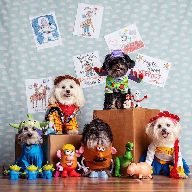 pet-halloween-costumes-11-652fc43334800__700