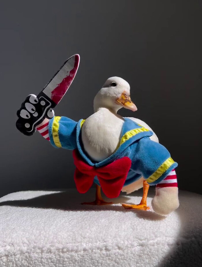 67178da61903a_best-pet-halloween-costumes