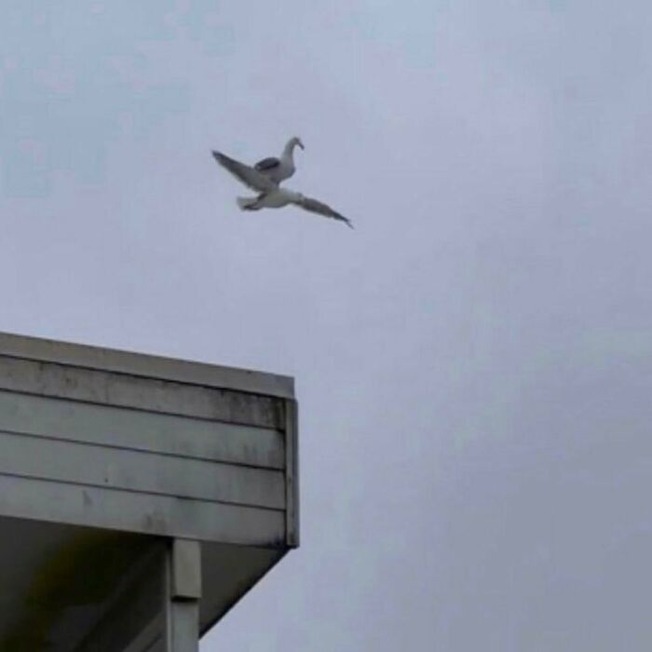 CSMA9NGs-XN-1-png__700