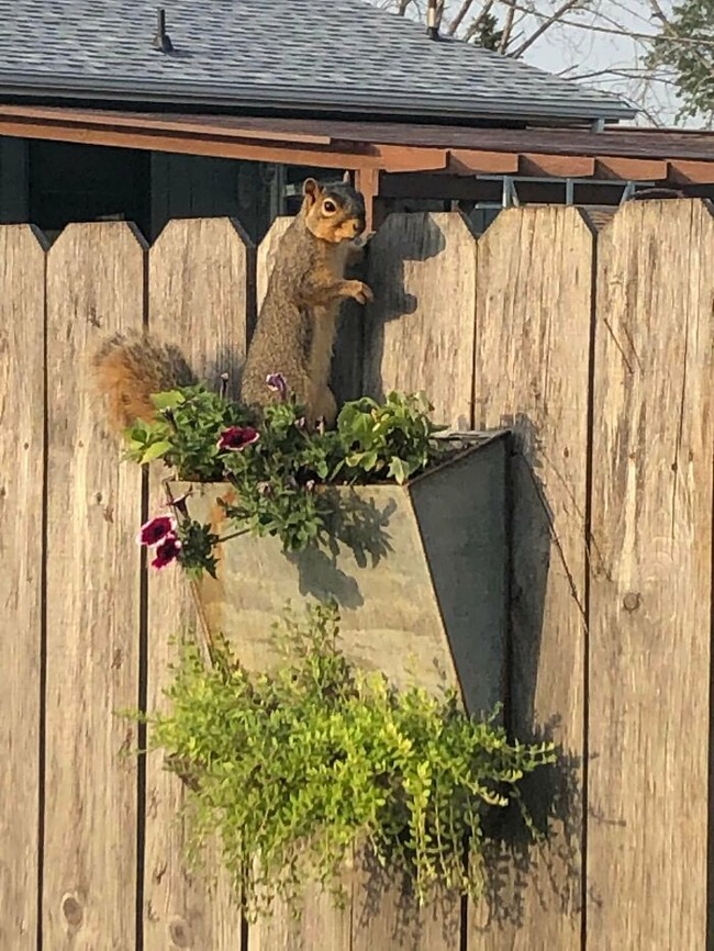 creative-gardening-pictures-101-62ab1062a1c1f__700