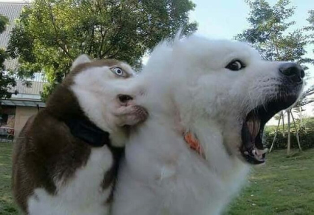 69c3a1873ce64_dramatic-pets-dese