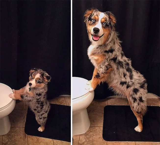 dogs-growing-up-305-60100d54f1dcd__700