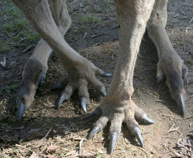 unique-animal-paws-8-6613ada290e41__700 (1)