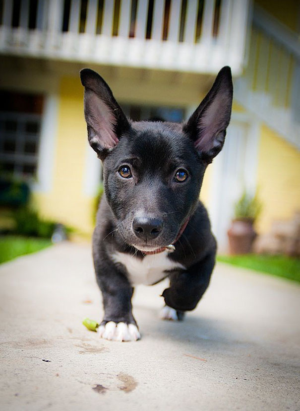 corgi-mix-cross-breeds-19-591c3da5a4a3c__605