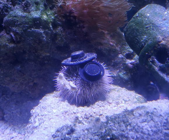 sea-urchins-tiny-hats-9-5fbba97871e0d__700