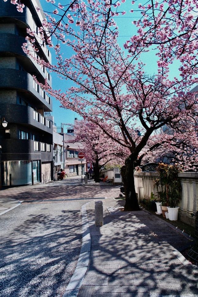 cherry-blossom-in-atami-v0-x56bm