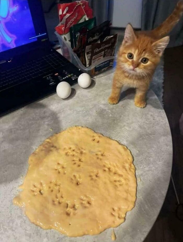 69d7a3e6dde89_funny-working-cats