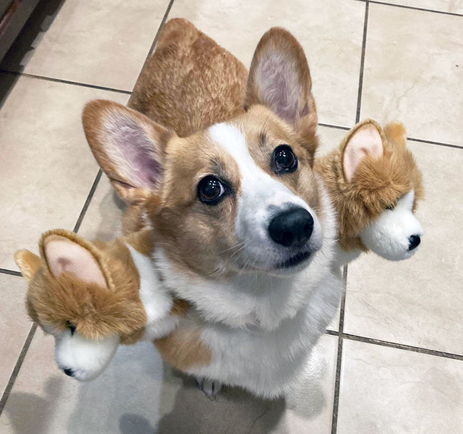 pet-halloween-costumes-5-652f96a7dd95c__700