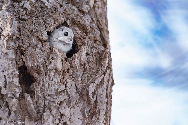 pokemon-japanese-flying-squirrels