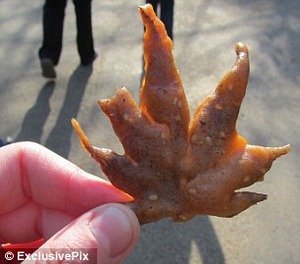 1412790524863_Image_galleryImage_Fried_Maple_Leaves_are_a_