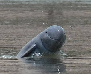 irrawaddy_dolphin_1_361870