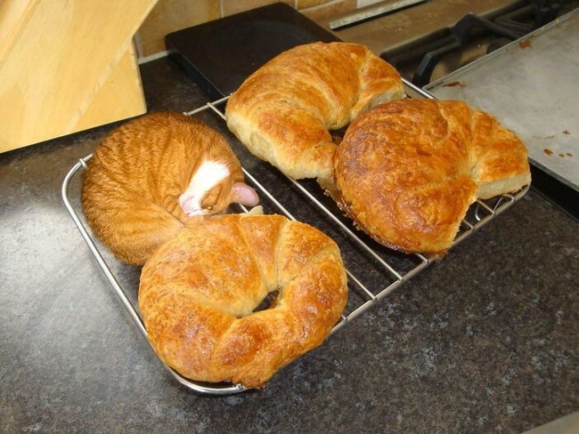 6483211bade0e_things-look-like-food-forbidden-snacks