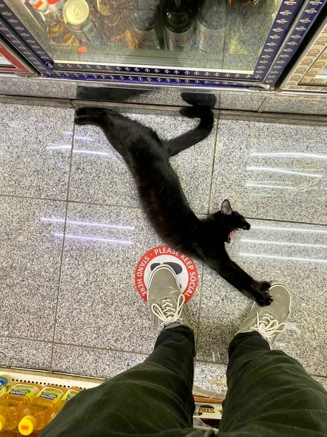 funny-store-cats-pictures-62bb10e8284d0__700
