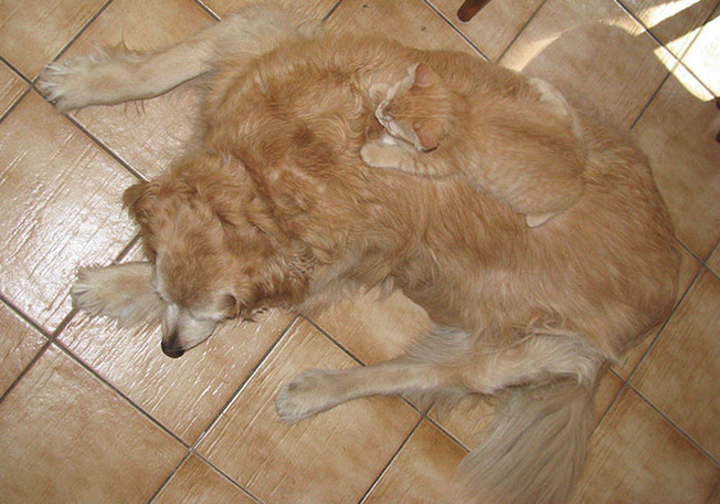 cute-similar-animals-210-6124d65f4796c__700