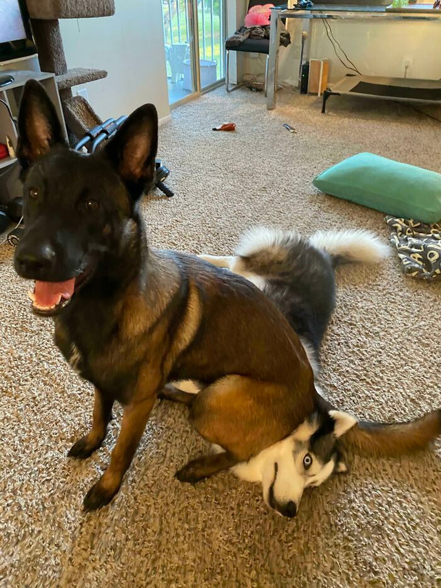 691a5627881a0_s0vph0rbwfcb1__700