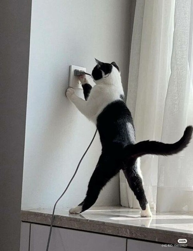 cats-with-jobs-pictures-66fd1830dc43c__700