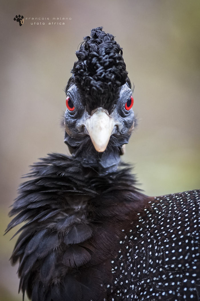 beautiful-unique-birds-3-5ebd28d3db798__700