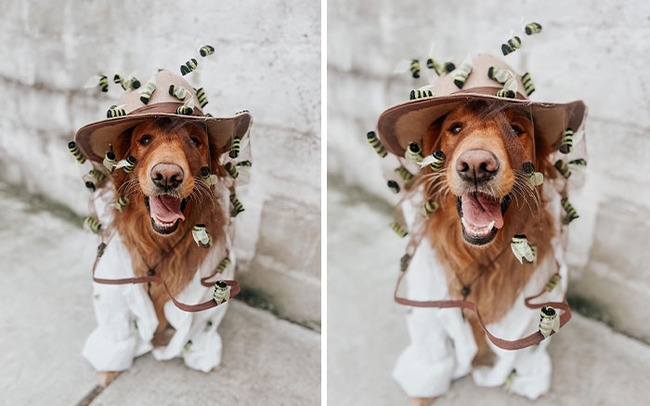 best-pet-halloween-costumes-20-670e61779a3b7__700