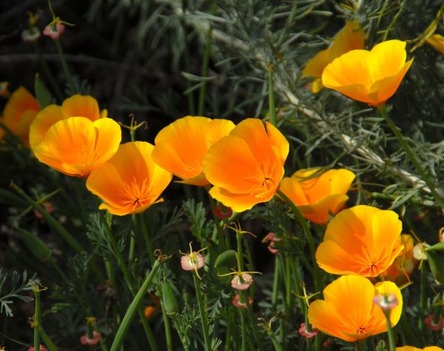 Oriental-Poppy-8
