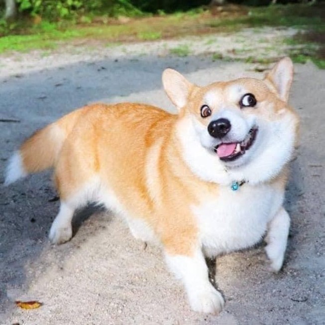 funny-expressive-dog-corgi-genthecorgi-1-9-5f0ea72a20039__700