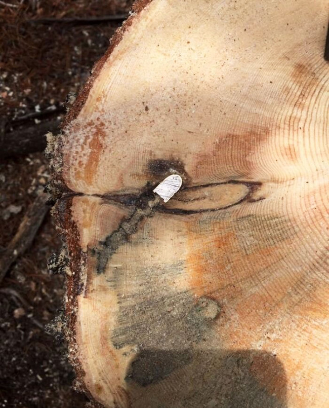 interesting-things-inside-things-5-66e96eab140ea__700