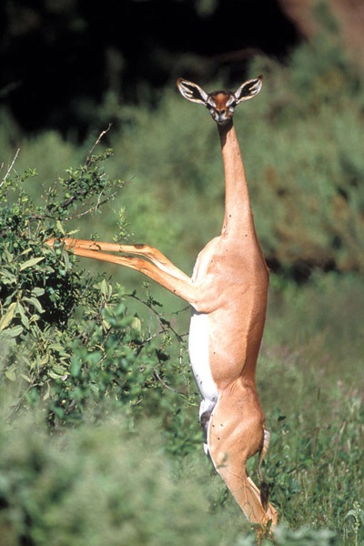 06 - The Gerenuk