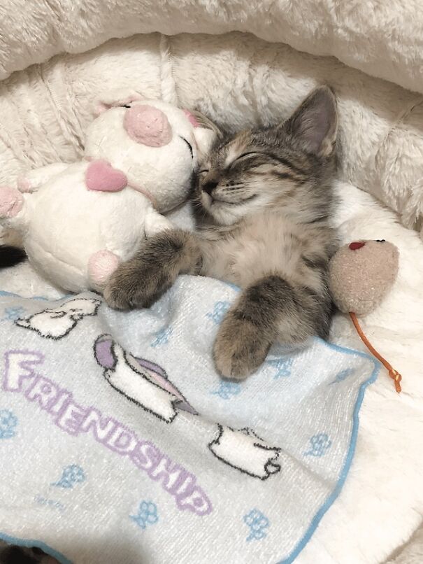 tucked-kittens-photos-675702565dfaa__605