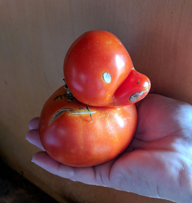 interesting-pareidolia-pics-17-668d266de755d__700