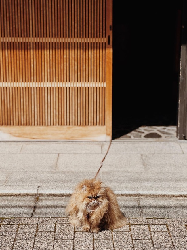 2-weeks-in-japan-v0-kvuzb2jdkhse