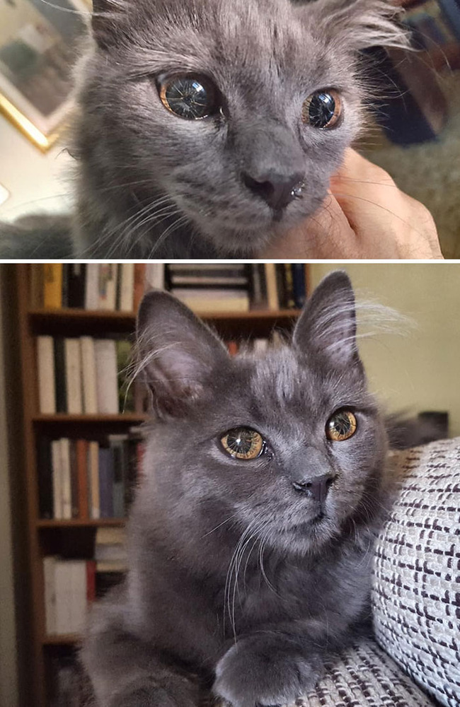 unique-pets-genetic-mutations-19-6267dadef3dee__700