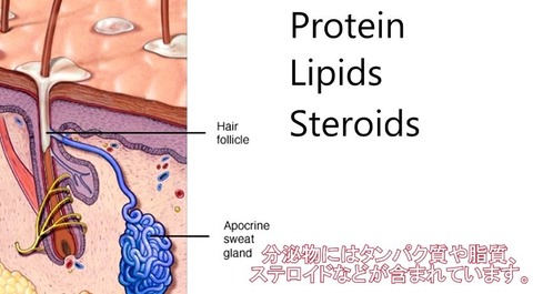 日本人 体臭 少ない 海外 欧米