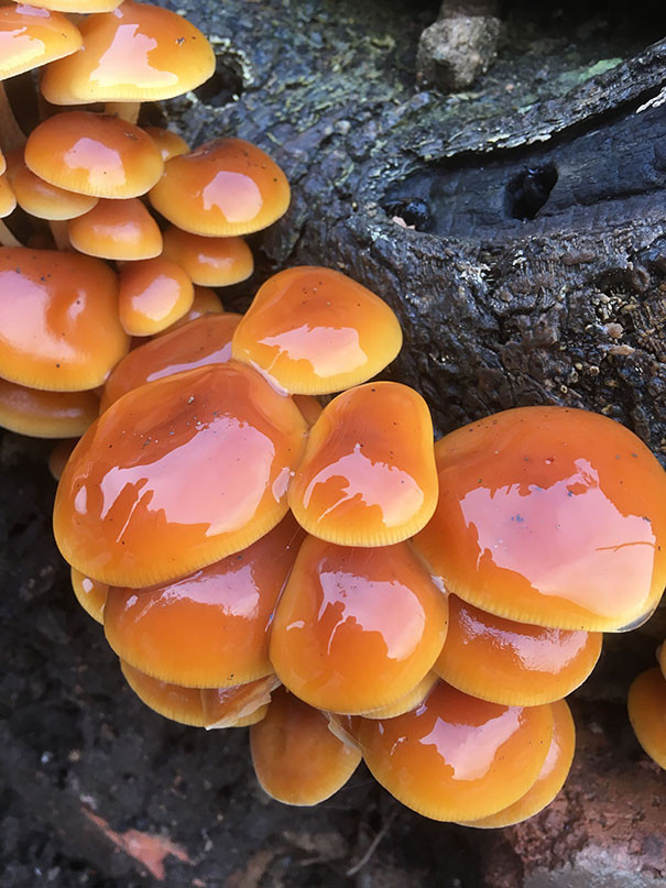inedible-things-look-like-food-345-5d1f4f4582a95__605
