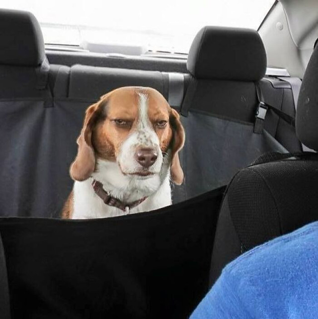 69c3a6e2bda75_dramatic-pets-dese