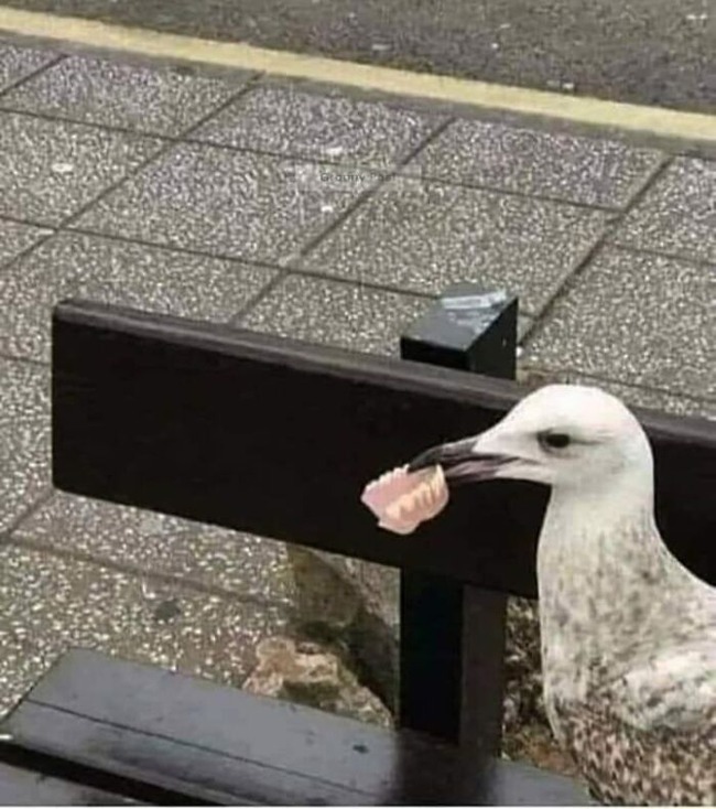 funny-birds-threatening-auras-656452baca73c__700