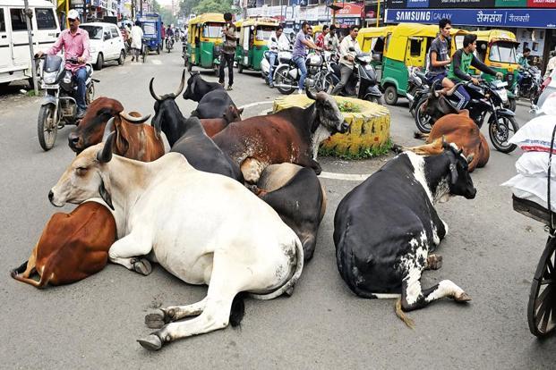 cows-kf8E--621x414@LiveMint