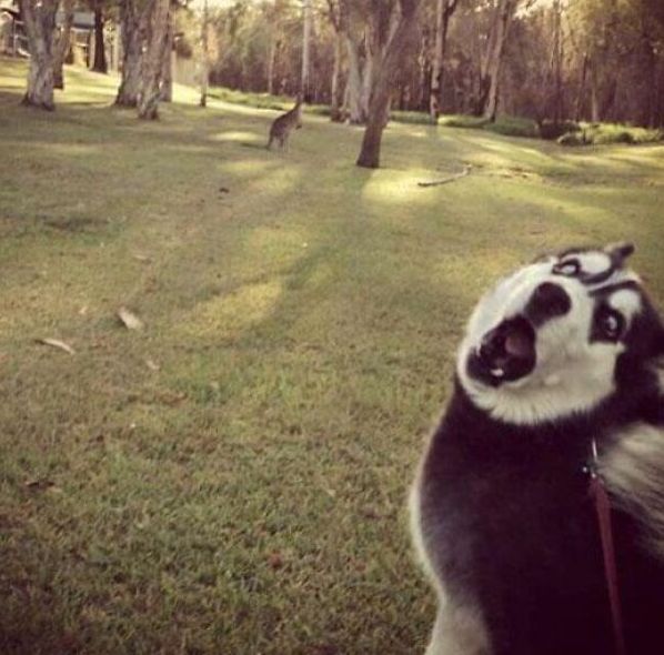 aaa