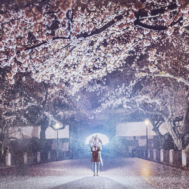 Lost-in-Kyoto-and-the-sakura-blossom-59101a741de1a__880